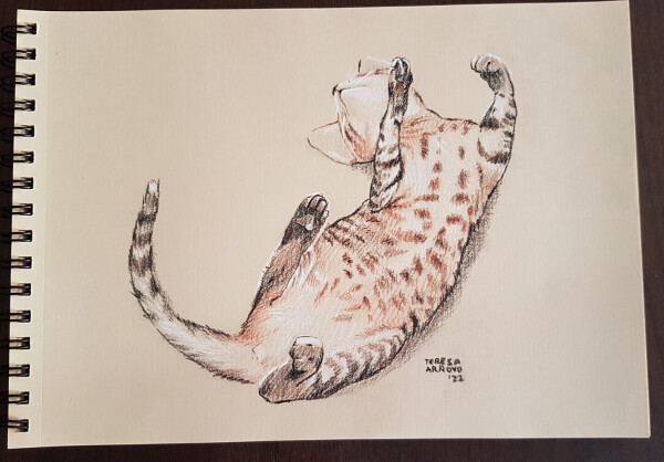 Pencil drawing of a kitten belly up.