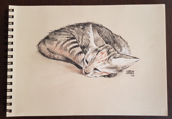 Pencil drawing of a sleeping kitty.