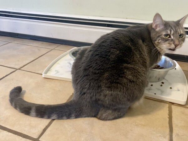 A gray striped cat chewing dry food, seeming to make a disgruntled expression. Her tail and hind legs resemble an elephants trunk and ears. 