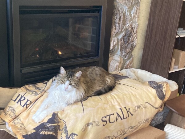 A Maine Coon cat, brown with white chest and paws, lying on a blanket in front of a fireplace.