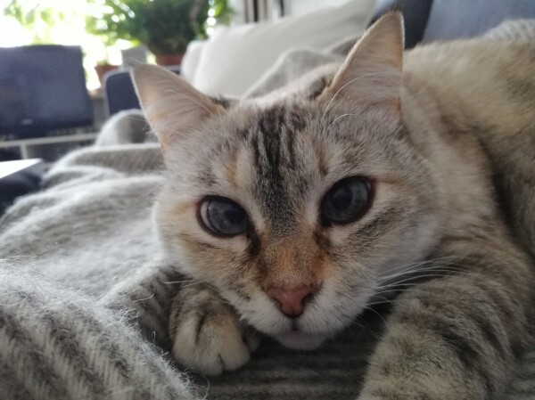 A beige cat with dark gray and light brown stripes looks into the camera. Its pupils don't seem to look into the same direction. It gives the cat a confused look but that is just human interpretation. 