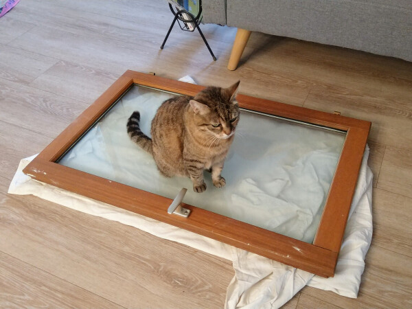 My female cat sits on a window I put on the floor while doing DIY.