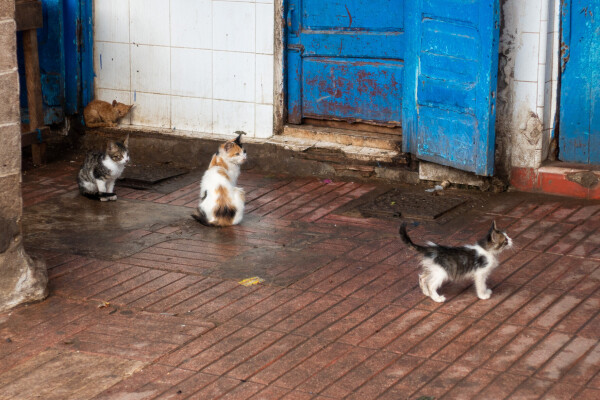 Four young cats in a butcher's shop in Morocco. All that can be seen of the shop is the red-tiled and rather muddy floor, a white tiled wall and some battered blue-painted wooden doors. The cats, which are probably only a few months old, are staring intently at something just out of the picture. The smallest cat is orange, while the others are white blotched with other colors -- tabby, gray, orange and black. They all have a somewhat scruffy look.