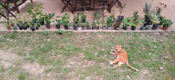 A photo of outside o my home with a big line up of many plants in pots on the pavement: herbs, vegetable, flowers. In foreground on the grass my cat.