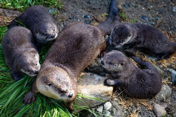 A picture of an otter.