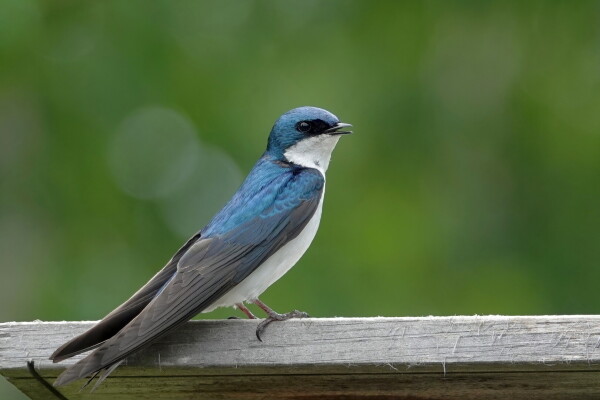 A blue and white Tree swallow sits on the roof of a nest box