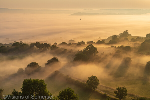 A swallow in the distance flying over the misty landscape. Trees peeping through and beams of light shining through the trees and mist.