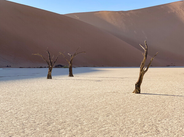 Dead acacia trees at Dead Vlei salt pan amongst the sand dunes in Sossusvlei, southern Namibia.

Some 900 years ago the climate dried up and dunes cut off Dead Vlei from the river. It became to dry in DeadVlei for the trees to even decompose. They simply scorched black in the sun, monuments to their own destruction. The trees are now nearly 1000 years old and standing in this hot desert.