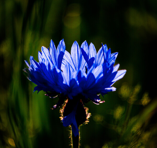 A sunlit cornflower blossom with a blurred background. The soft focus accentuates the delicate beauty of the flower, while the sun's rays illuminate it with a warm glow.

Eine von der Sonne angestrahlte Kornblumenblüte. Der unscharfe Hintergrund lässt die zarte Schönheit der Blüte im Vordergrund erstrahlen.