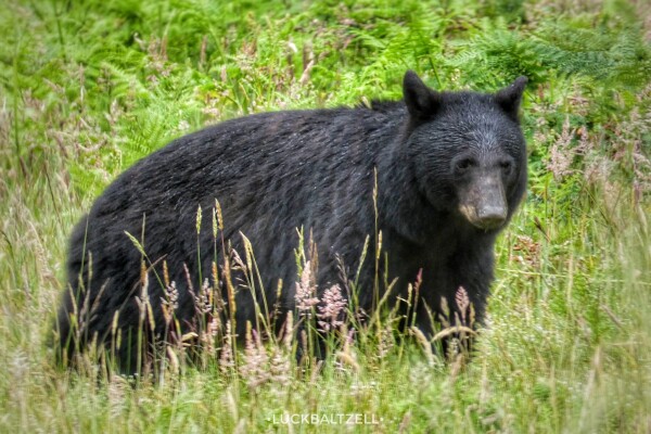 A Black Bear in the brush