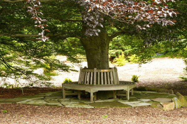 A wooden, circular bench around the trunk of a tree.