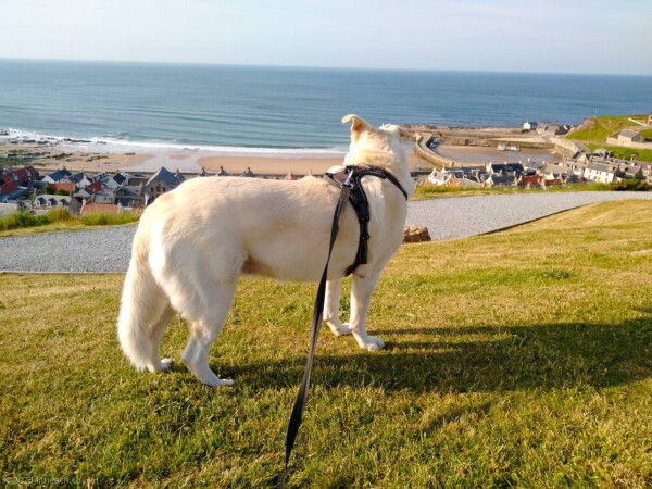 Gruoch, the white Akbash dog, looking over Cullen town, beach and harbour, from Castle Hill.