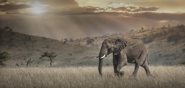 Photo of a lone elephant crossing the savannah in Africa.