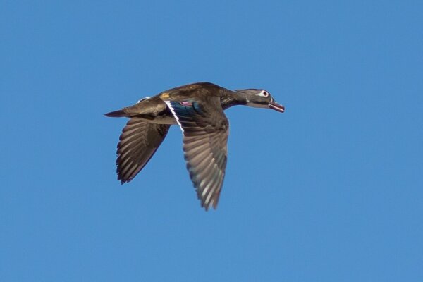 A female Wood Duck flying in a clear blue sky.