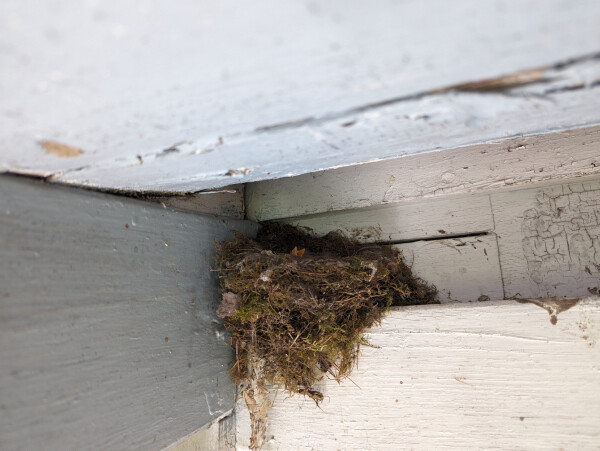 A bird's nest in the corner where a wooden rough meets a wall.  The beak of a baby bird is sticking out as if waiting for its mother to return with food.