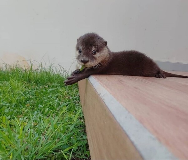 A picture of an otter.