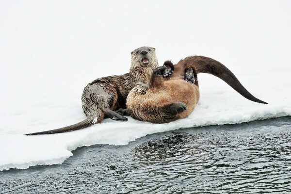 A picture of an otter.