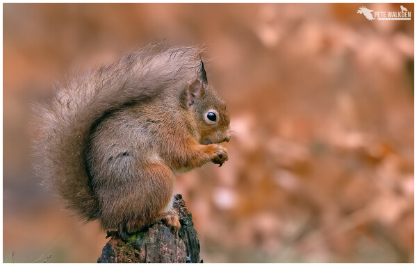 A red squirrel sitting on a tree stump, eating a nut, with autumnal colours as a backdrop.