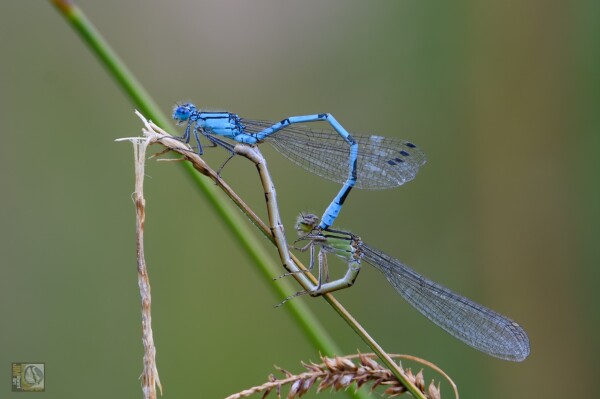 A Male and female damselfly making more damselflies. Their bodies together making a heart like shape