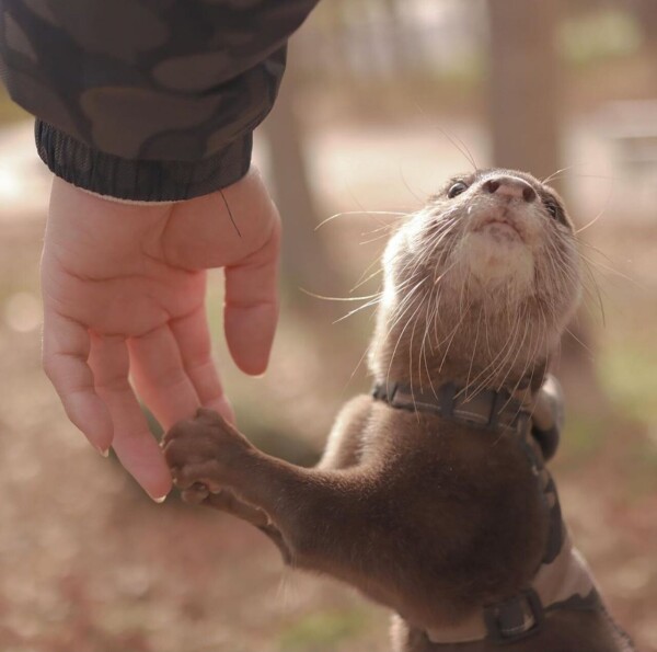 A picture of an otter.