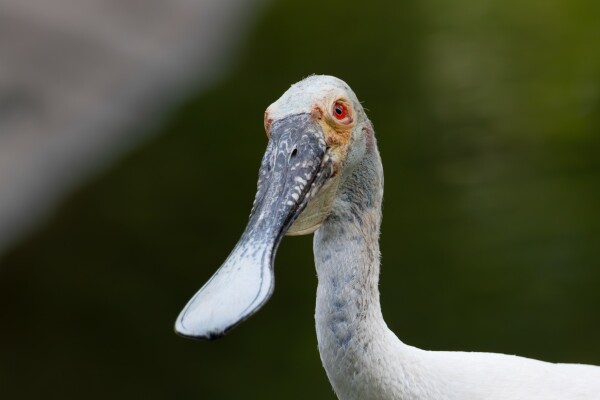 An exotic bird with a spoon-shaped beak.