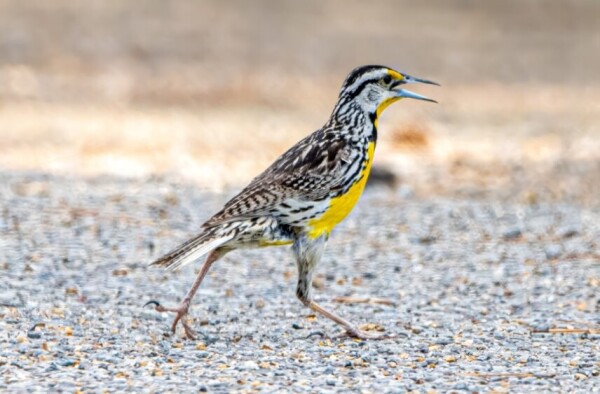 This meadowlark is seen here running across the road's gravel shoulder.  I initially wanted to use a photo of the bird crossing the yellow lines, but it wasn't quite as sharp as this one.  In the frame the bird is running to the right and its right side faces the camera. It is a slender bird; black and white camouflage mark its head wings back and upper legs.  Its eye is black, and it has its longish narrow gray and black beak open as if singing while running.  Just behind the beak above the eye is a yellow marking.  The throat below the beak is also bright yellow as is the breast. There is a black chevron that separates the yellow throat from the yellow breast.  It has a rather short gray tail. Its lower legs and feet are pinkish; the right foot is forward while the left is thrown to the rear with only the front talons touching the ground.

"Eastern Meadowlarks are chunky, medium-sized songbirds with short tails and long, spear-shaped bills. In flight, their rounded wings, short tails, and long bills help set them apart from other grassland songbirds.  Eastern Meadowlarks are pale brown marked with black, with bright-yellow underparts and a bold black V across the chest. Though most of the tail is brown with blackish barring, the outer feathers are white and conspicuous during flight." - allaboutbrids.org