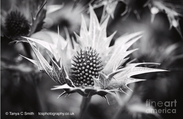 Sea holly, Eryngium giganteum in black and white Closeup photograph. 