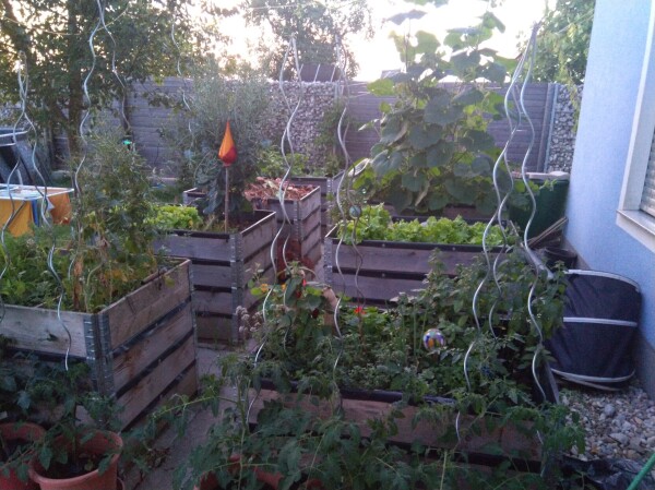 Üppig grün bewachsene Hochbeete und Blumentöpfe. Zu sehen sind Tomatenpflanzen, Kürbispflanzen, Salate, Kräuter und weitere Pflanzen.