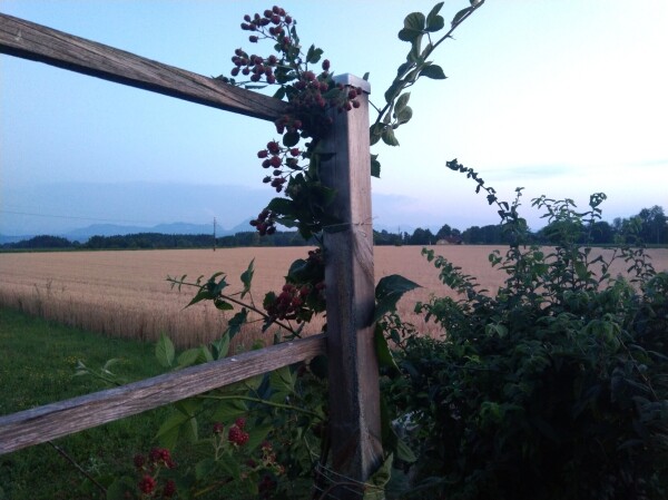 Fast reife Brombeeren an einem Spalier, dahinter ein reifes Getreidefeld.