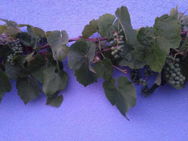 Weinreben wachsen an einer blauen Hauswand entlang, daran hängen große Mengen an unreifen Trauben.