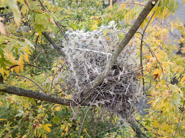 A bird's nest in a tree in Antwerp. The nest is made of metal anti-bird spikes.