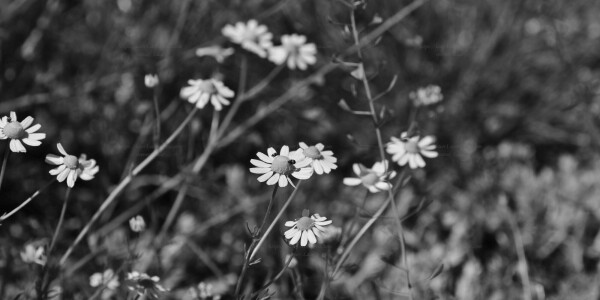 Nature, black and white, photo