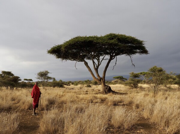 A Maasai in a red blanket holding a stick looks at the camera. He’s standing in a landscape of tall yellow grass and a large acacia tree. The background is a cloudy sky. The Maasai and grass are lit by the sun.