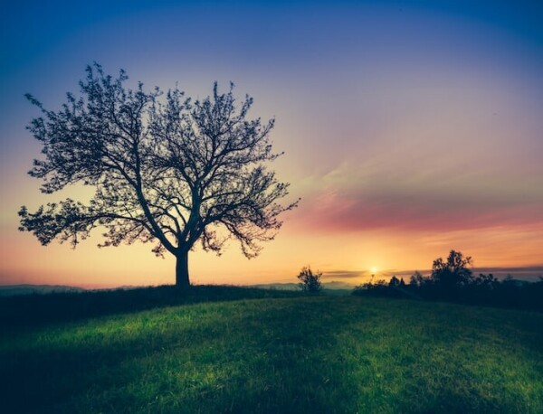 Photo of a green field with a big lone leaveless tree on the left. On the right is some more dark foliage. The sky is coloured orange right above the horizon with a small bright yellow sun. Above that hangs a purple and grey coloured cloud. Above, the sky is soft purple,  and blue on top.