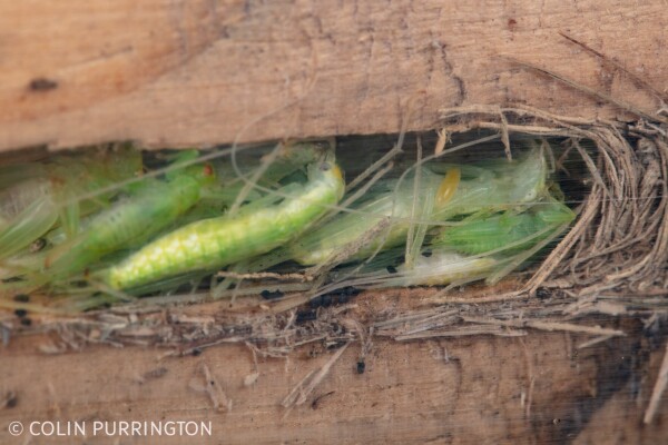 Photograph of green tree crickets packed into a routered hole in a piece of wood covered with plexiglas. On one of the crickets there is small, elongate, yellow egg.