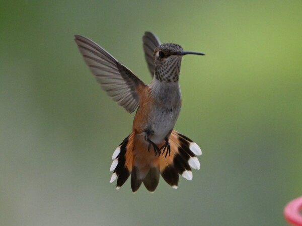 A Rufous Hummingbird is shown with its tail feathers flared and wings drawn back.