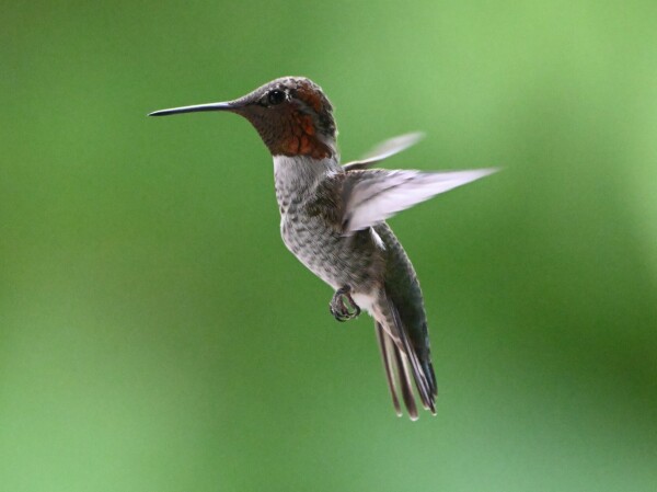 An Anna's Hummingbird is shown in profile approaching a feeder.