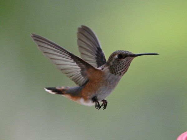 A Rufous Hummingbird is shown with wings drawn back approaching a feeder.