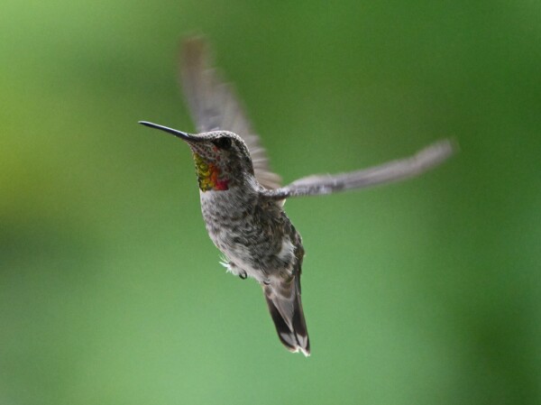 A molting Anna's Hummingbird is shown with its body in focus and wings blurred approaching a feeder.