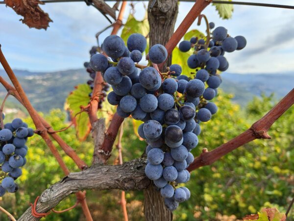 Cacho de uvas tintas