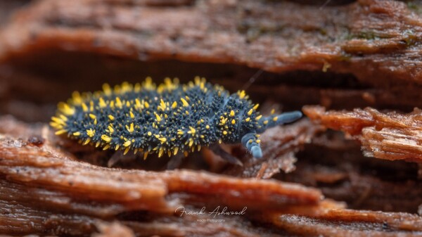 A photograph of a large, blue springtail covered in blue and yellow spike-shaped lumps all over the top of its body.