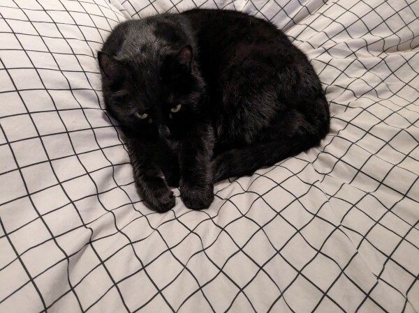 Our only boy cat, Puma, grumpy that I'm interrupting his final nap (by turning the light on to take a picture) before his night watch  for wildlife out the window all night.. He's sleeping on a white duvet with a thin black grid on it. He's super velvety black with green eyes (and a bleached white butthole but you can see that in this pic) 