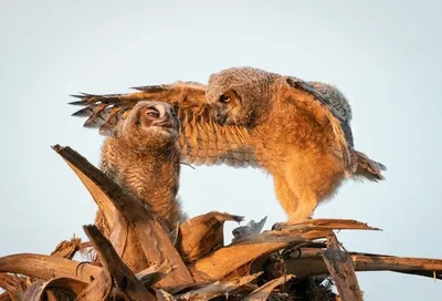 Mark Schoen captured two juvenile owls in the middle of what looks like a dispute, so he titled it “Go to your room little brother”