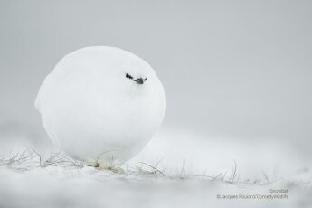 Jack Poulard captured a white bird on the snow that lools like a ball of feathers. he aptly titled it, “snowball”