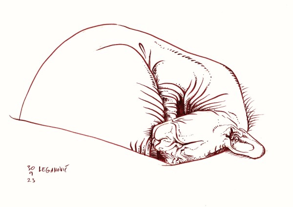 a drawing in brown ink of a hairless cat curled up and sleeping