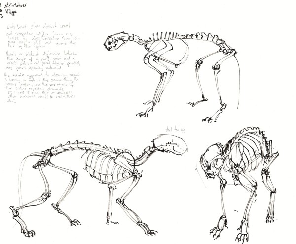 a horizontal A3 page with some notes about cat anatomy in the upper left corner, and the rest filled with three drawings of cat skeletons in black ink