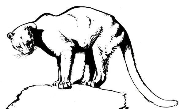 A sketch of a standing cougar in black brush pen, with clean outlines and some indications of fur and muscles. The cougar is facing to the left, but turning its head to look towards the viewer.