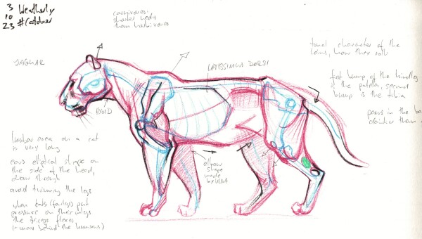 A schematic drawing of a profile view of a jaguar, indicating some very basic anatomical structures, done in blue, pink and black colored pencil, surrounded by notes in pencil.