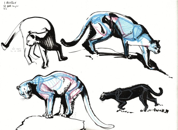 The same four ink drawings of cats I had posted yesterday, but now two of those are worked over in blue and red colored pencil indicating some rough anatomical structures, and the drawing in the lower right corner that is just a solid black silhouette has a simplified skeleton drawn in in white colored pencil. 