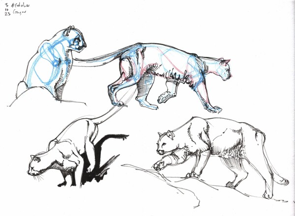 Four sketches of a cougar in black ink, with the top two having some simplified skeletal structures drawn over in blue colored pencil